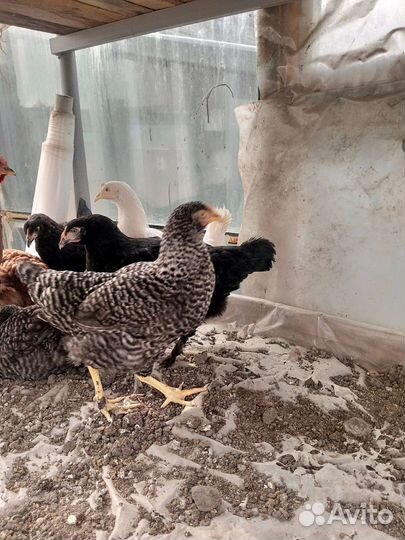 Куры молодки