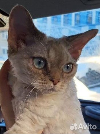 Девон-рекс вязка