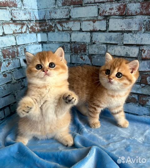 Британские кошечки золотого окраса