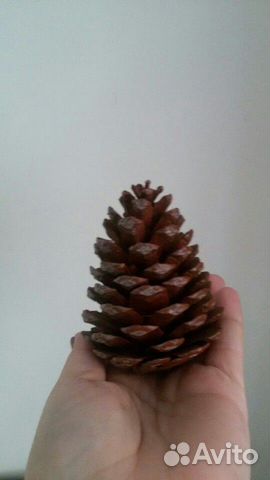 Шишка для декора сосны пицундской