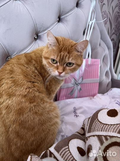 Передержка животных