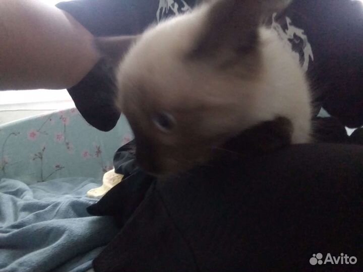Сиамский котёнок