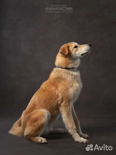 Ласкуша Перси