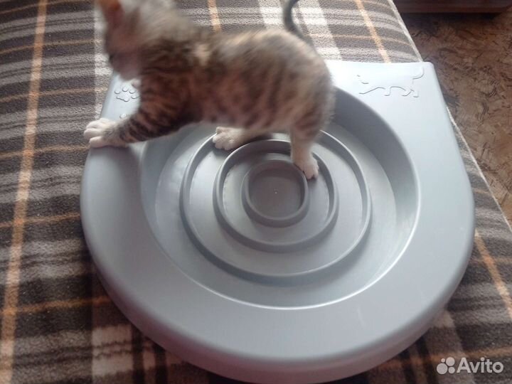 Лоток для приучения кошек к унитазу