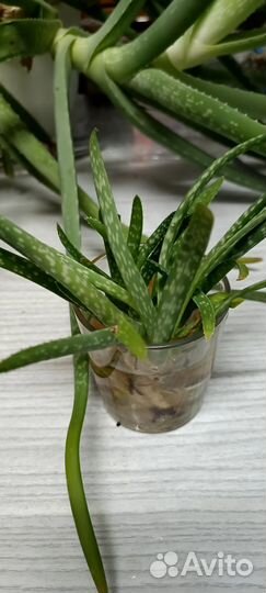 Алоэ лечебный