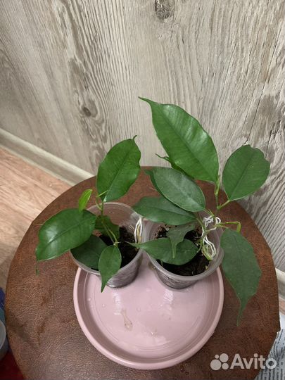 Фикус Даниэль