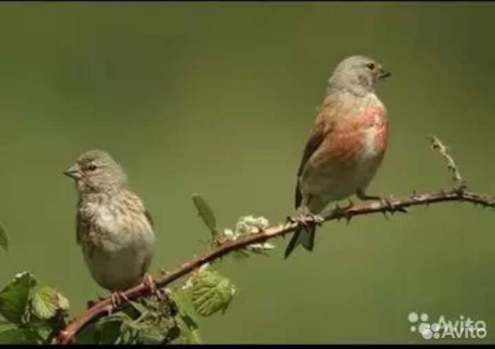 Певчие птицы