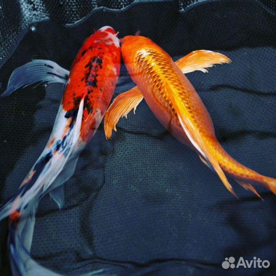 Прудовая рыба - Карп кои