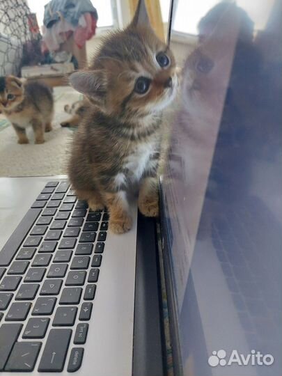 Продаются красивые вислоухие котята