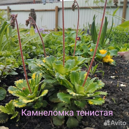 Цветы из своего сада