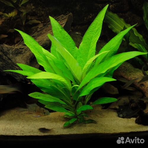 Растения аквариумные