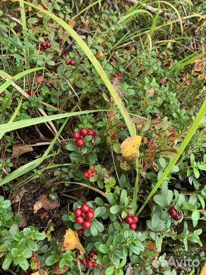 Брусника лесная свежая