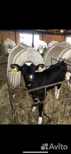 Бычки и телята