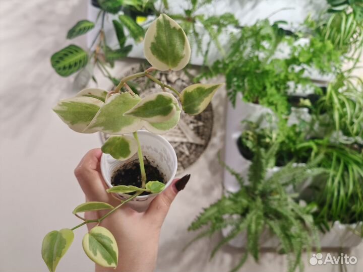 Пеперомия сканденс вариегата