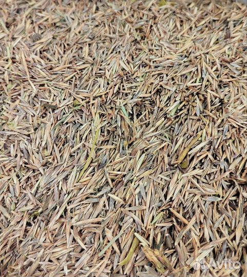 Костер семена