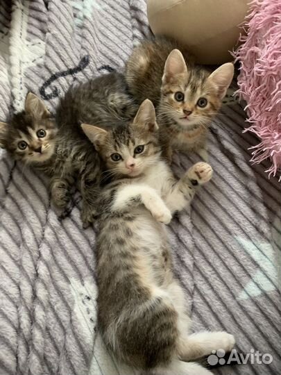 Девочки и мальчики