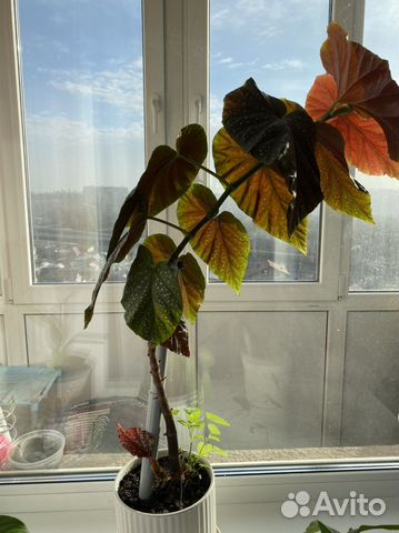 Бегония с красными листьями