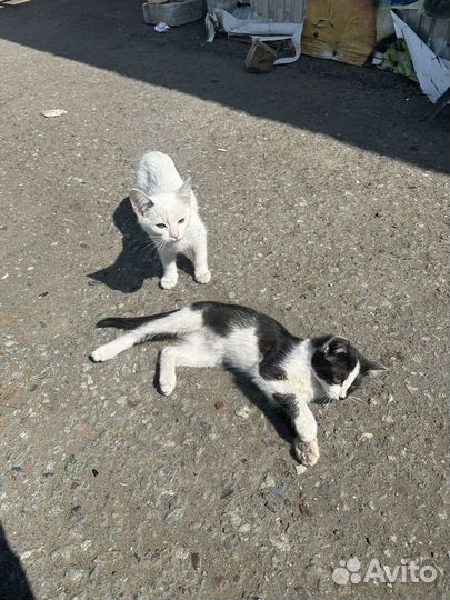 Котята в добрые руки