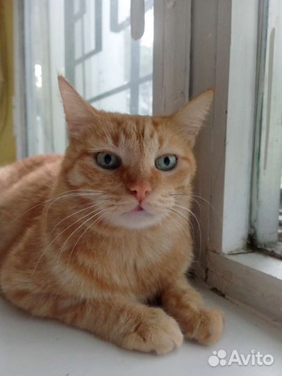 Кот Апельсин метис бобтейла