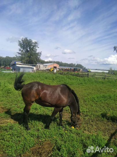 Продам. Кобылу. Орловской породы. Возраст 7лет