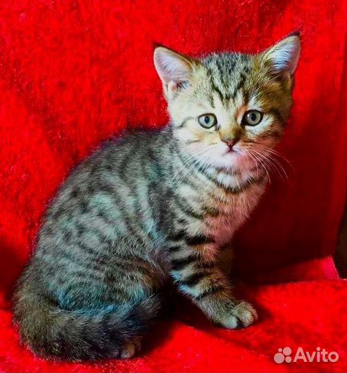 Шотландские котята