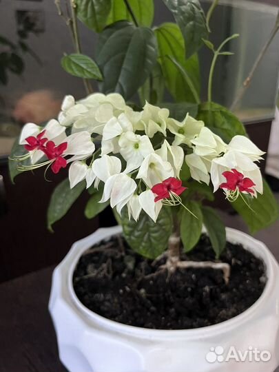 Клеродендрум томпсон