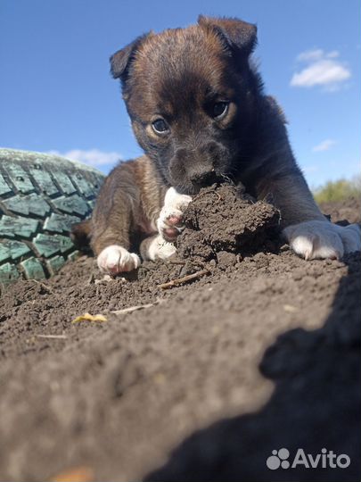 Щенки девочки в добрые руки