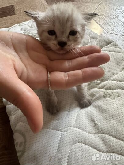 Кошки и котята