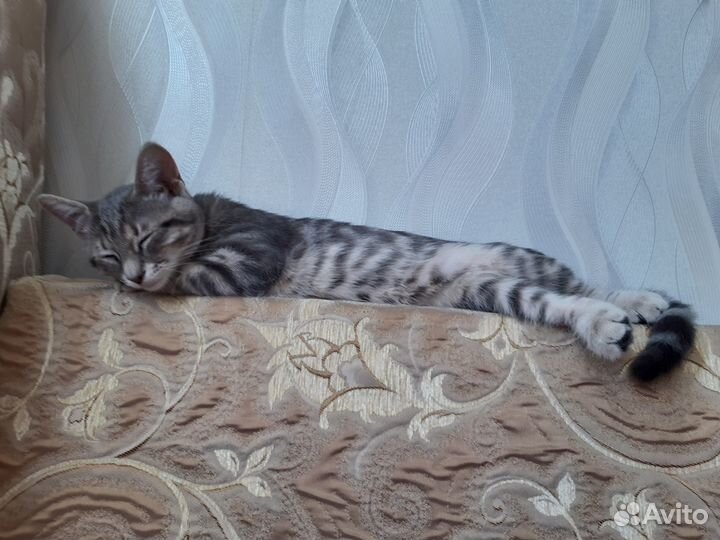 Отдам в хорошие руки котенка