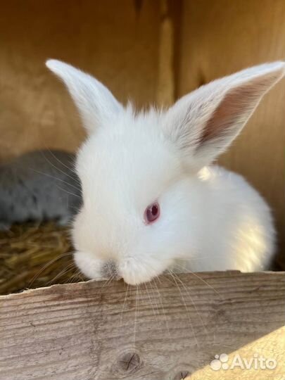 Продам кроликов мясных пород, возраст разный