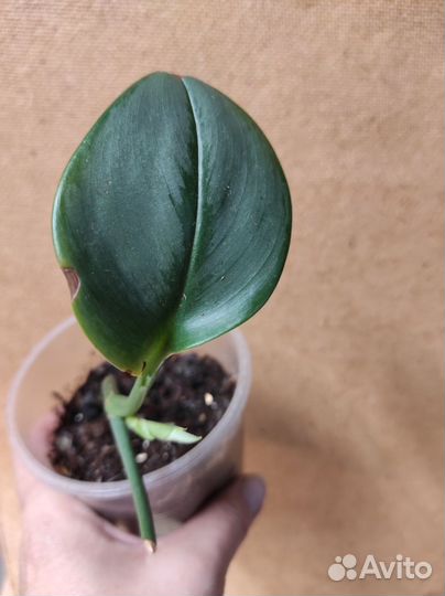 Сциндапсус Мунлайт