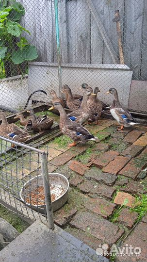 Подсадные утки