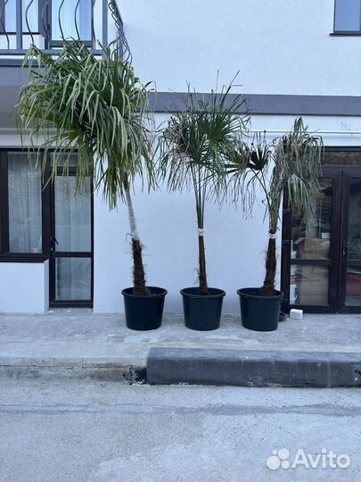 Пальма трахикарпус