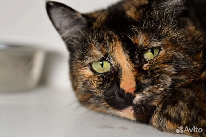 Отдам кошечку Бусю