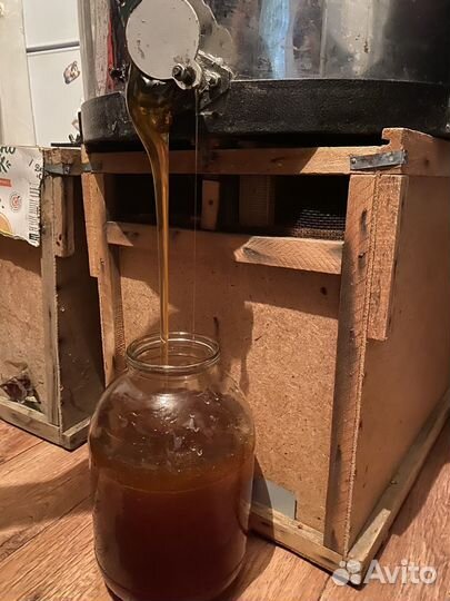 Мед барбарис горный