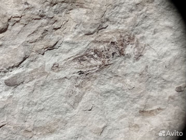 Окаменелый кузнечик