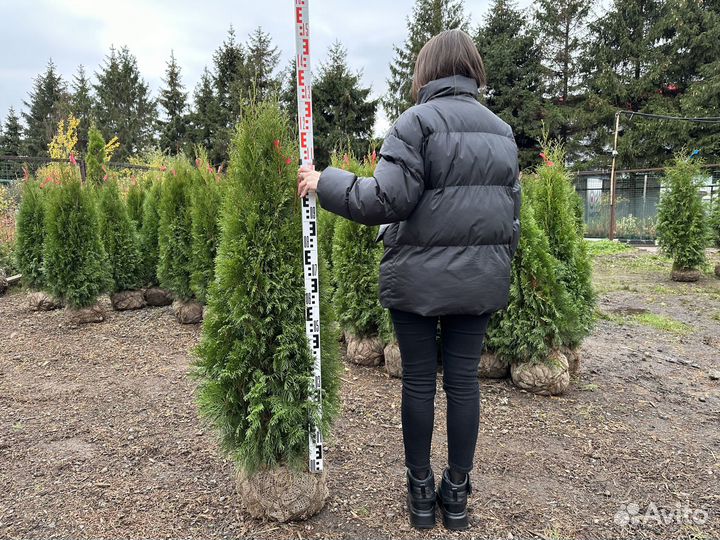 Туя Смарагд