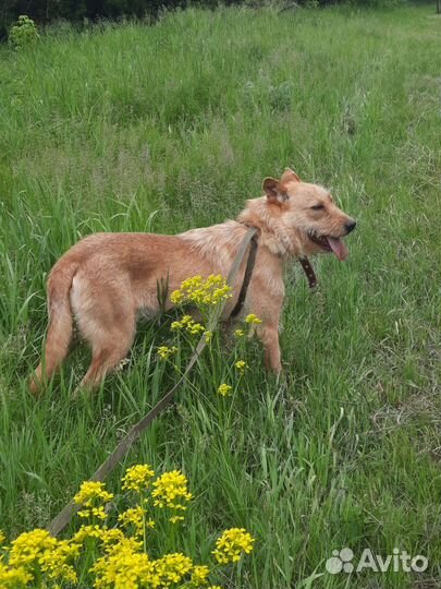 Собака Вуди грустит в приюте