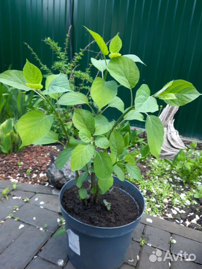 Гортензия анабель