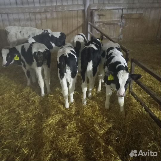 Бычки и тёлки