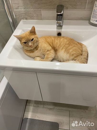 Кошка Ласка