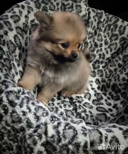 Шпиц (пекинес)