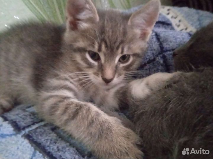 Кошка в дар бесплатно