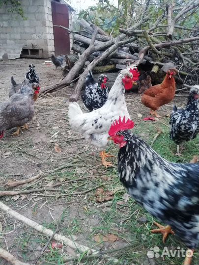 Молодые петухи