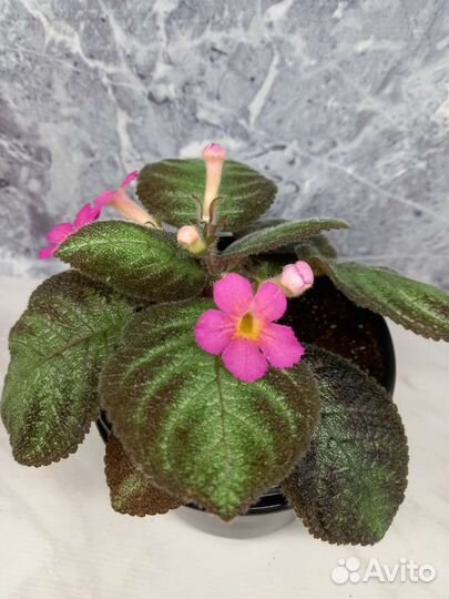 Набор деток эписций почтой