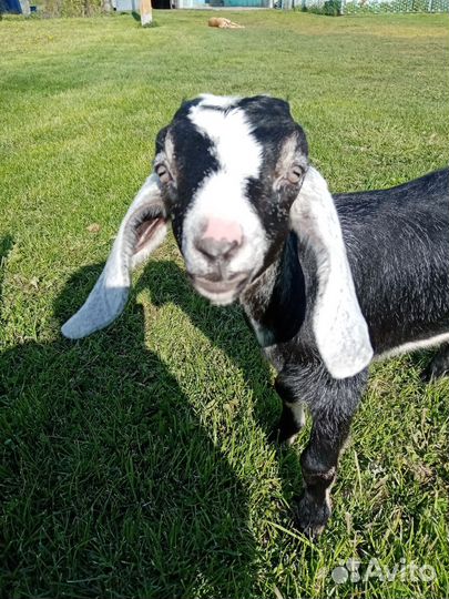 Англо-нубийские козлята