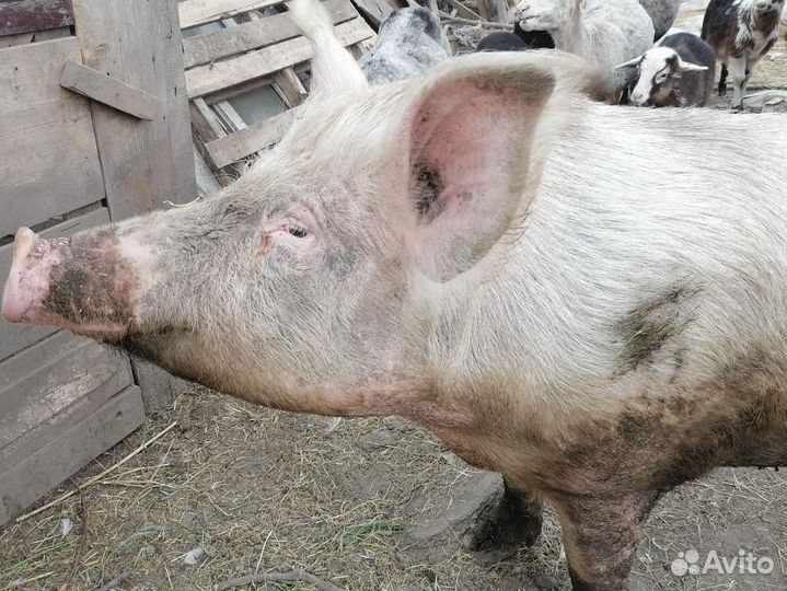 Свинки на мясо