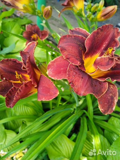 Лилейники сортовые