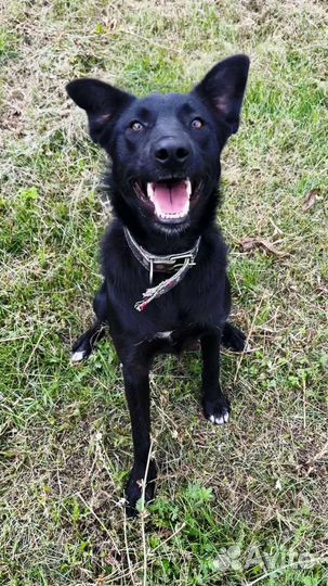 Охрана и преданный друг собака улыбака