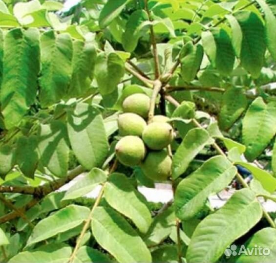 Саженцы маньчжурского ореха и орех краснолистный